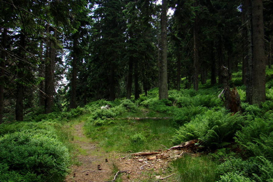 Hrebeňovka Lúčanskej Malej Fatry - 2 deň (Malá Fatra)