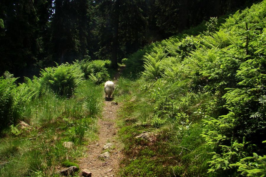 Hrebeňovka Lúčanskej Malej Fatry - 2 deň (Malá Fatra)