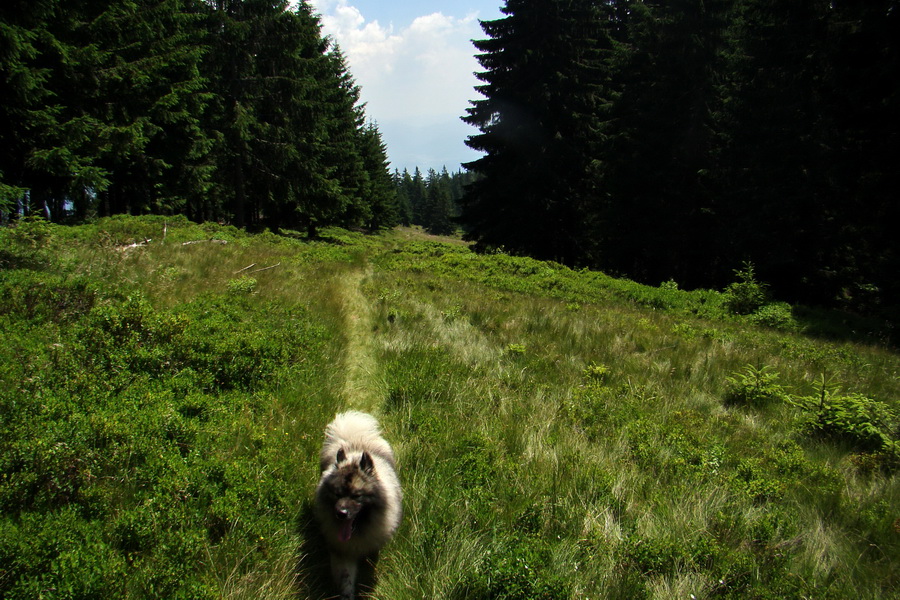 Hrebeňovka Lúčanskej Malej Fatry - 2 deň (Malá Fatra)