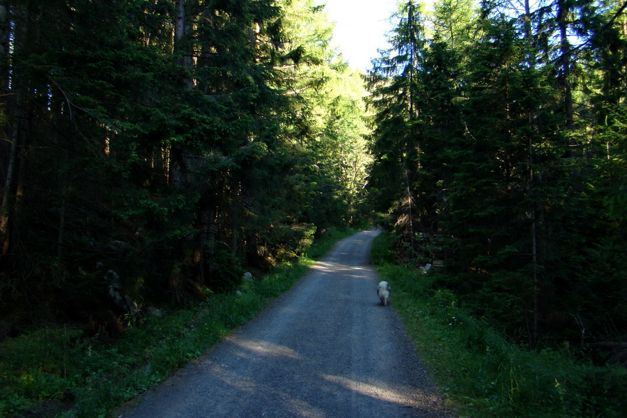 Jahňací štít so psom (Vysoké Tatry)