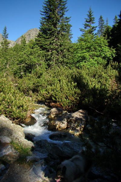 Jahňací štít so psom (Vysoké Tatry)