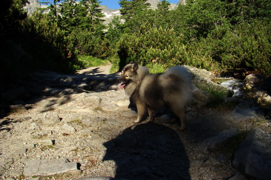 Jahňací štít so psom (Vysoké Tatry)