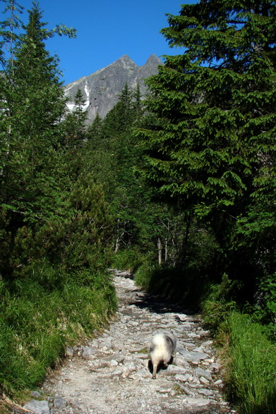 Jahňací štít so psom (Vysoké Tatry)