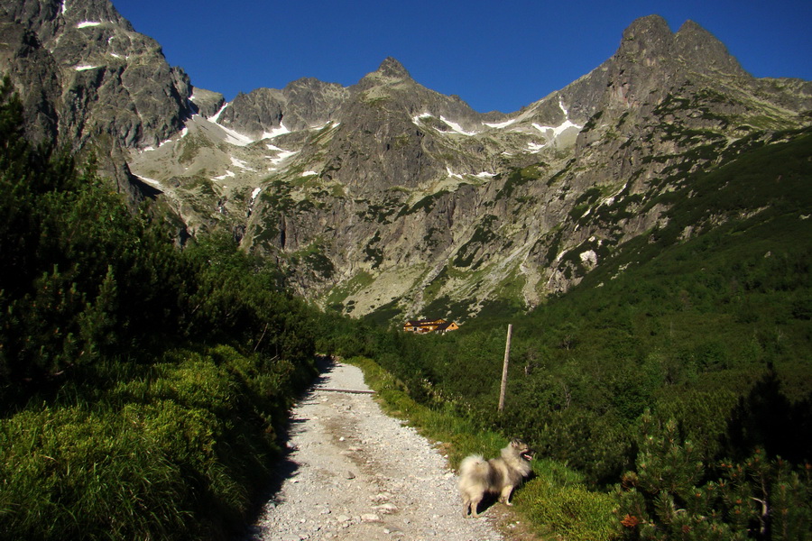 Jahňací štít so psom (Vysoké Tatry)