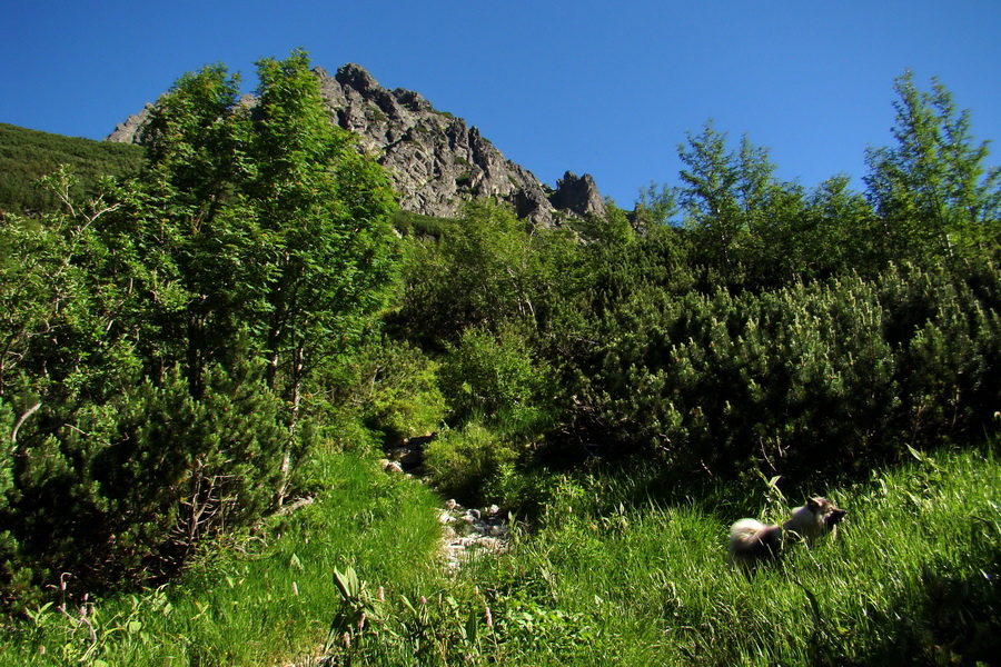 Jahňací štít so psom (Vysoké Tatry)