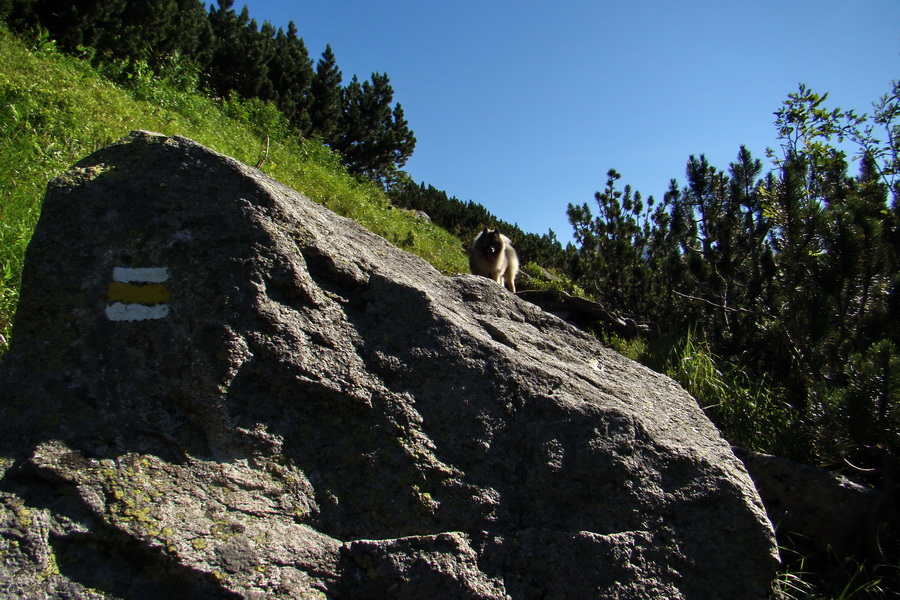 Jahňací štít so psom (Vysoké Tatry)