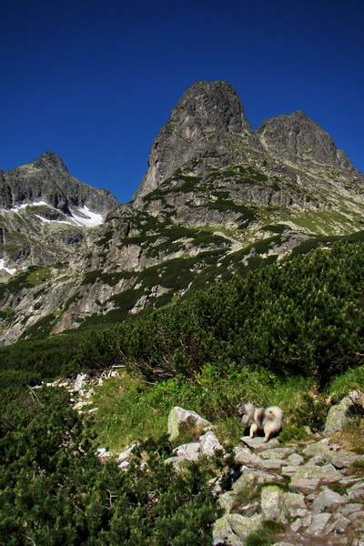 Jahňací štít so psom (Vysoké Tatry)