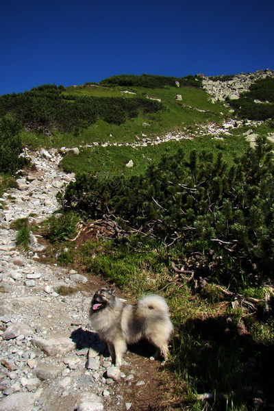 Jahňací štít so psom (Vysoké Tatry)