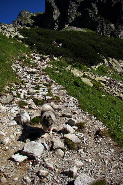 Jahňací štít so psom (Vysoké Tatry)