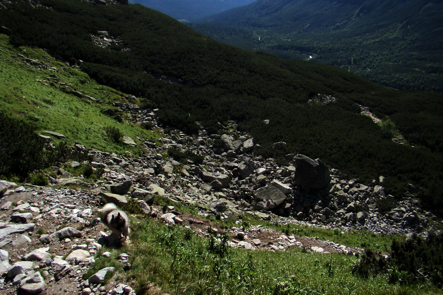 Jahňací štít so psom (Vysoké Tatry)