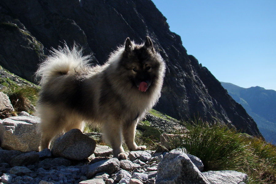 Jahňací štít so psom (Vysoké Tatry)