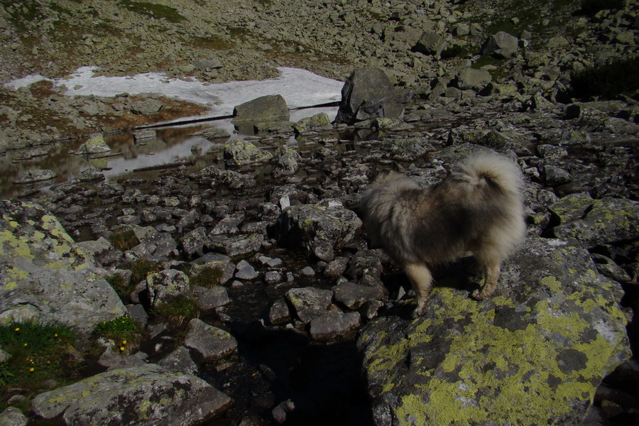 Jahňací štít so psom (Vysoké Tatry)