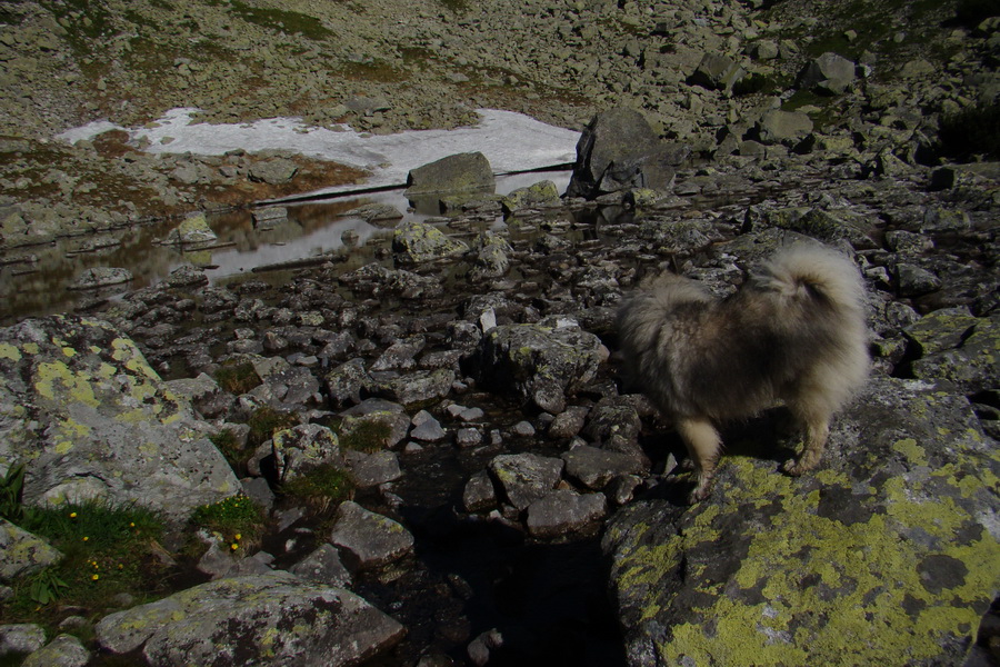 Jahňací štít so psom (Vysoké Tatry)