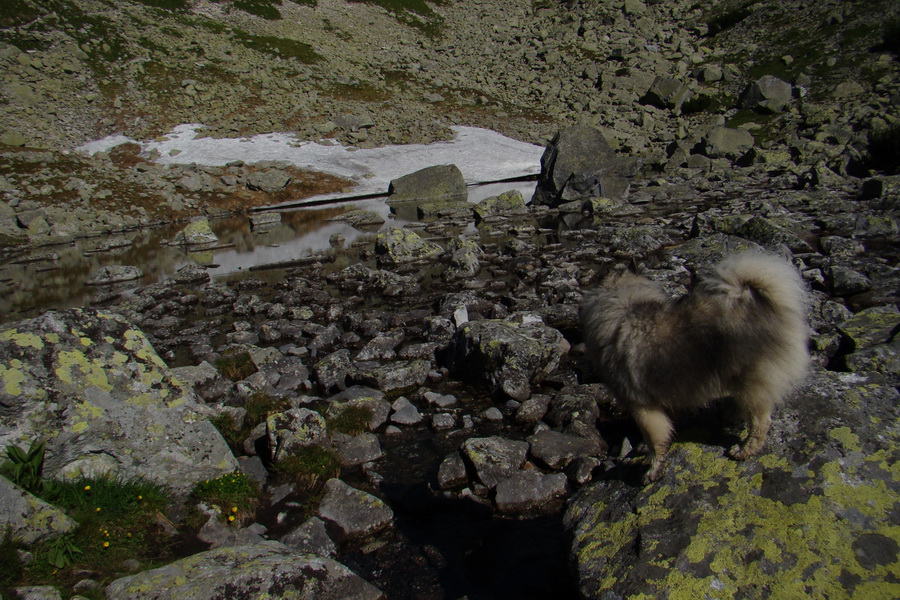 Jahňací štít so psom (Vysoké Tatry)