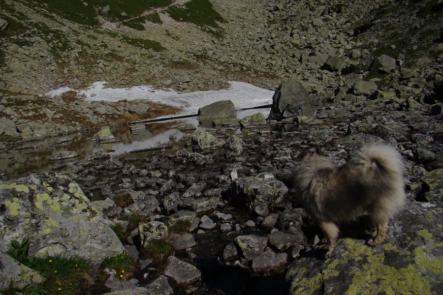 Jahňací štít so psom (Vysoké Tatry)