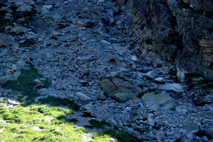 Jahňací štít so psom (Vysoké Tatry)