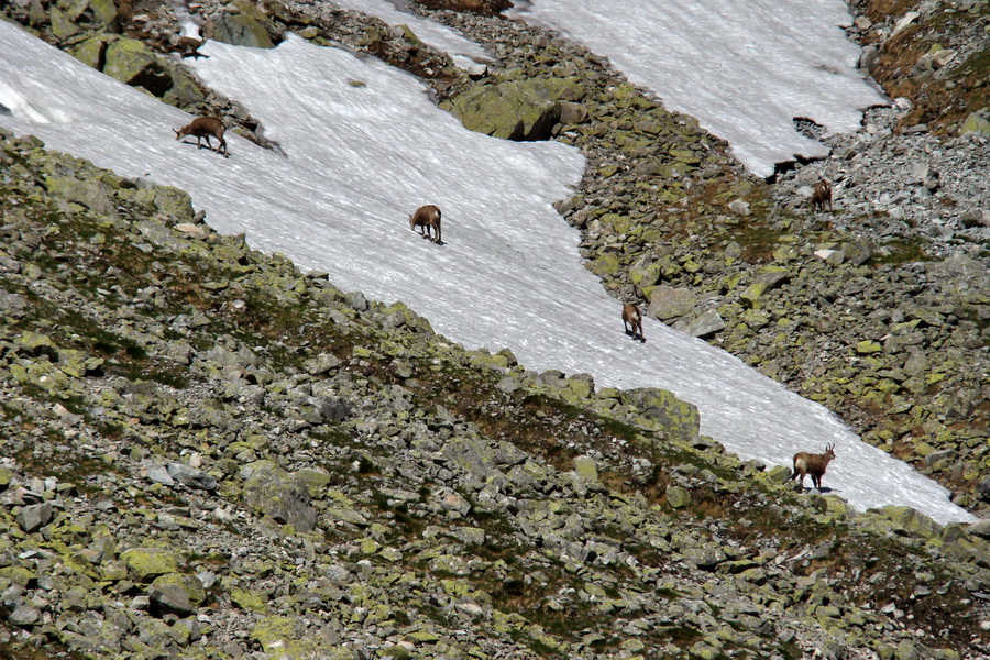 Jahňací štít so psom (Vysoké Tatry)