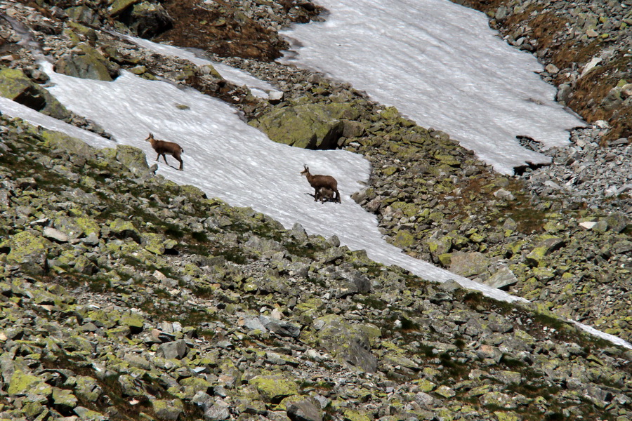 Jahňací štít so psom (Vysoké Tatry)