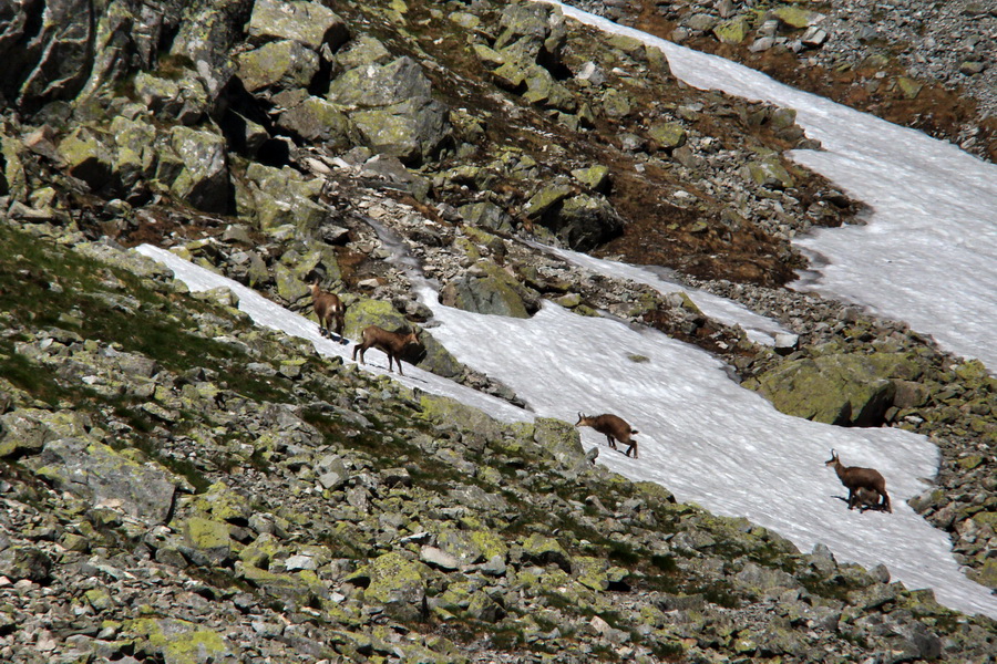 Jahňací štít so psom (Vysoké Tatry)