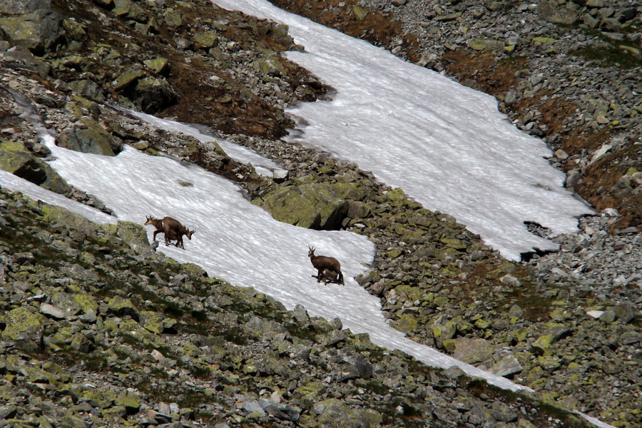 Jahňací štít so psom (Vysoké Tatry)