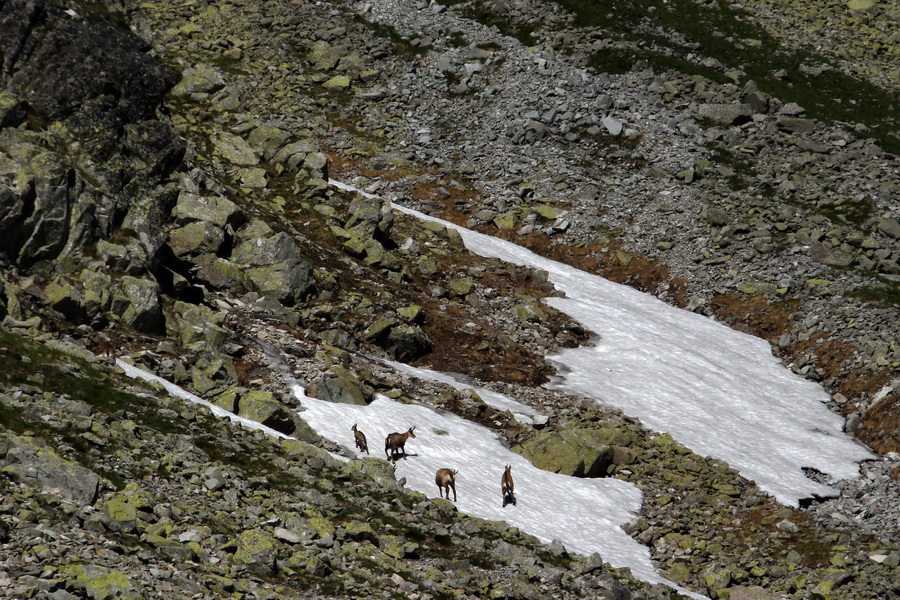 Jahňací štít so psom (Vysoké Tatry)