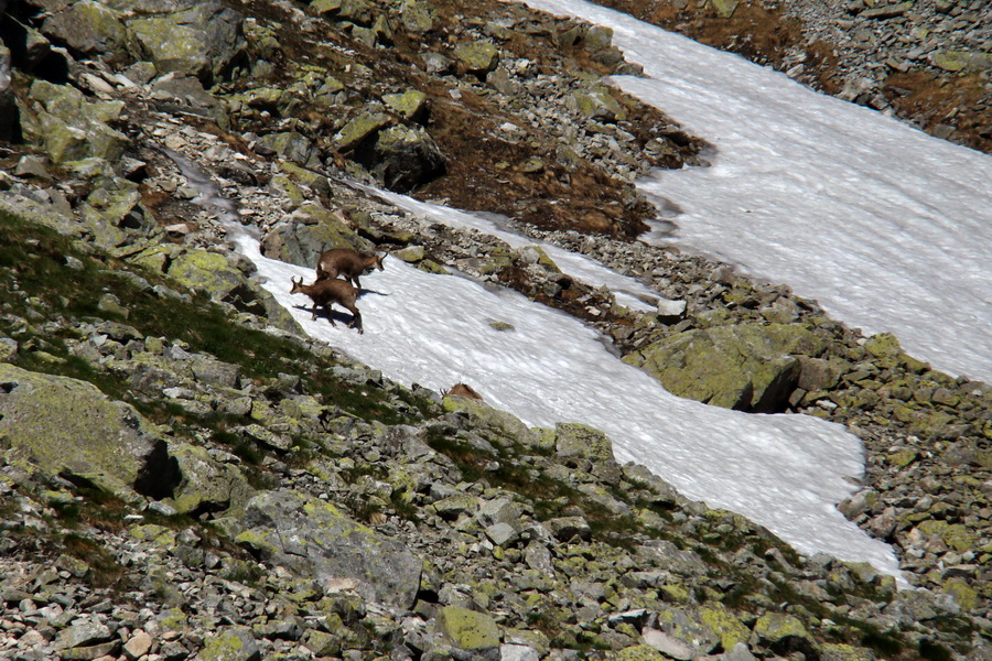 Jahňací štít so psom (Vysoké Tatry)