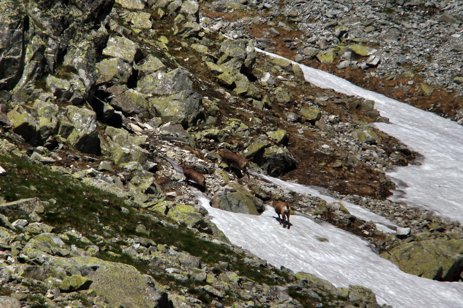 Jahňací štít so psom (Vysoké Tatry)