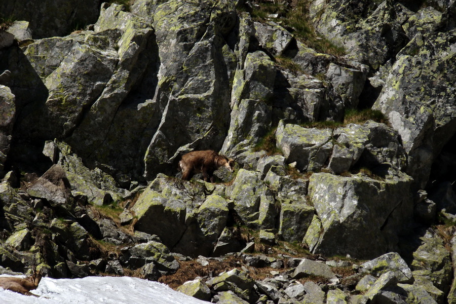 Jahňací štít so psom (Vysoké Tatry)