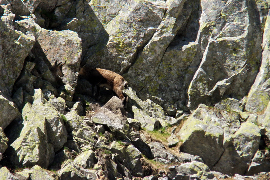 Jahňací štít so psom (Vysoké Tatry)