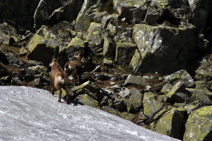 Jahňací štít so psom (Vysoké Tatry)