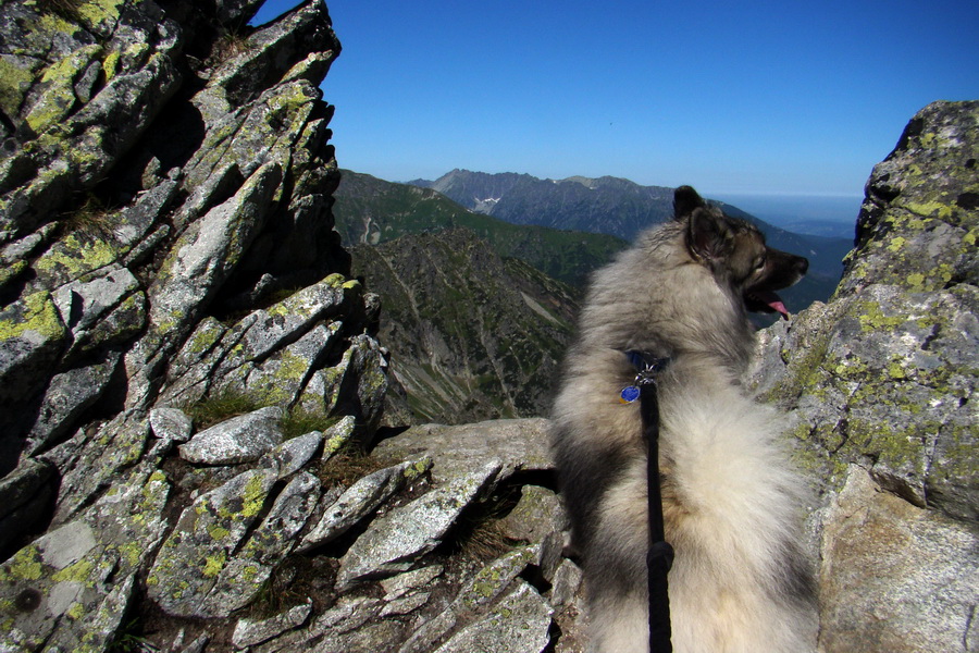 Jahňací štít so psom (Vysoké Tatry)