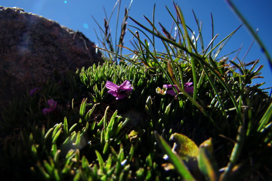 Jahňací štít so psom (Vysoké Tatry)