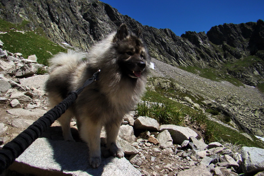 Jahňací štít so psom (Vysoké Tatry)