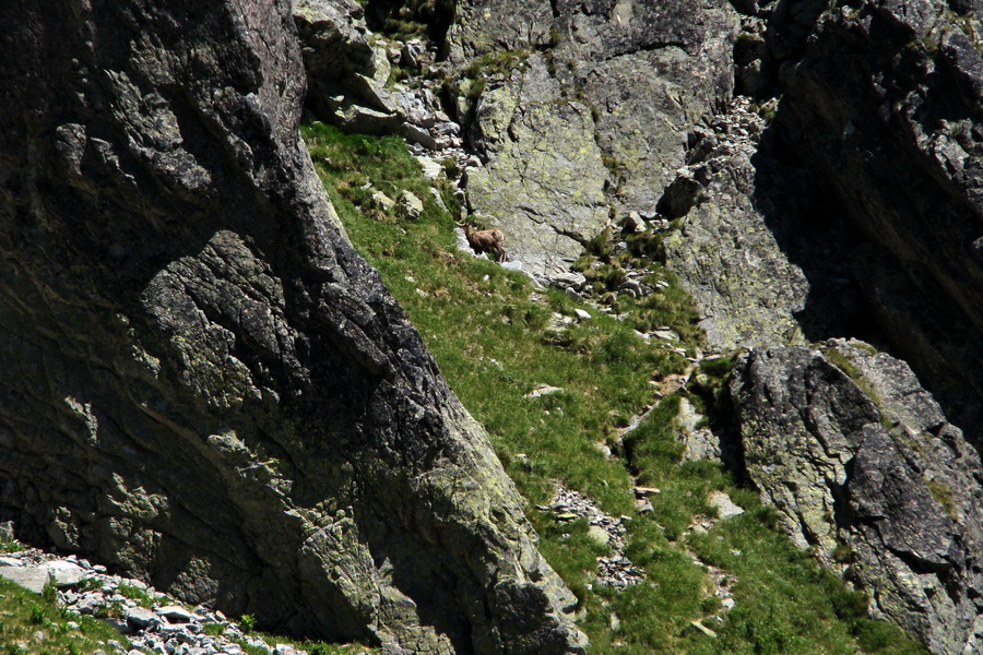 Jahňací štít so psom (Vysoké Tatry)