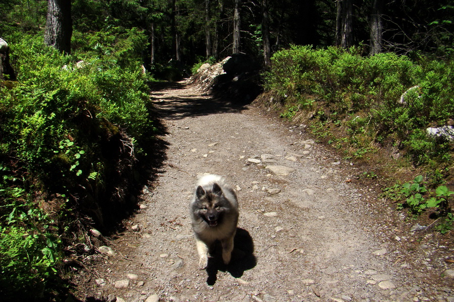 Jahňací štít so psom (Vysoké Tatry)