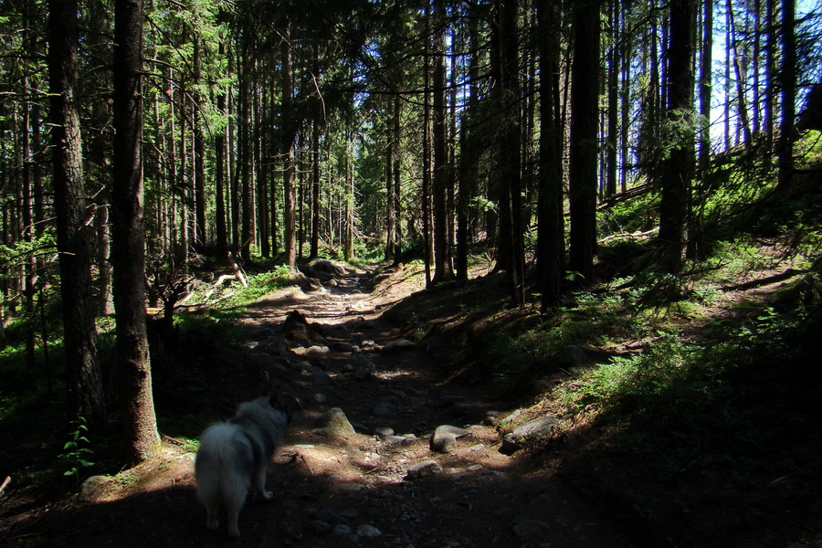 Jahňací štít so psom (Vysoké Tatry)