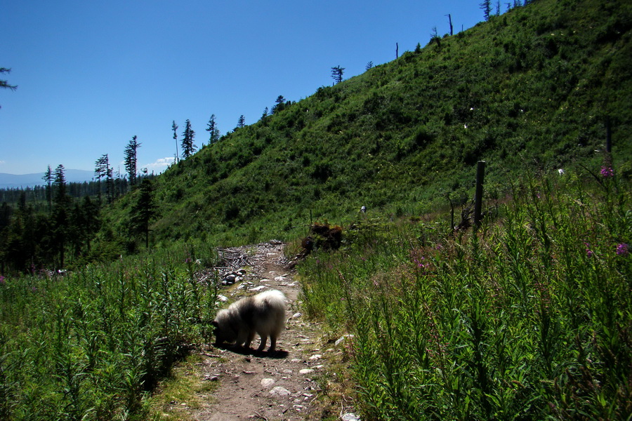 Jahňací štít so psom (Vysoké Tatry)