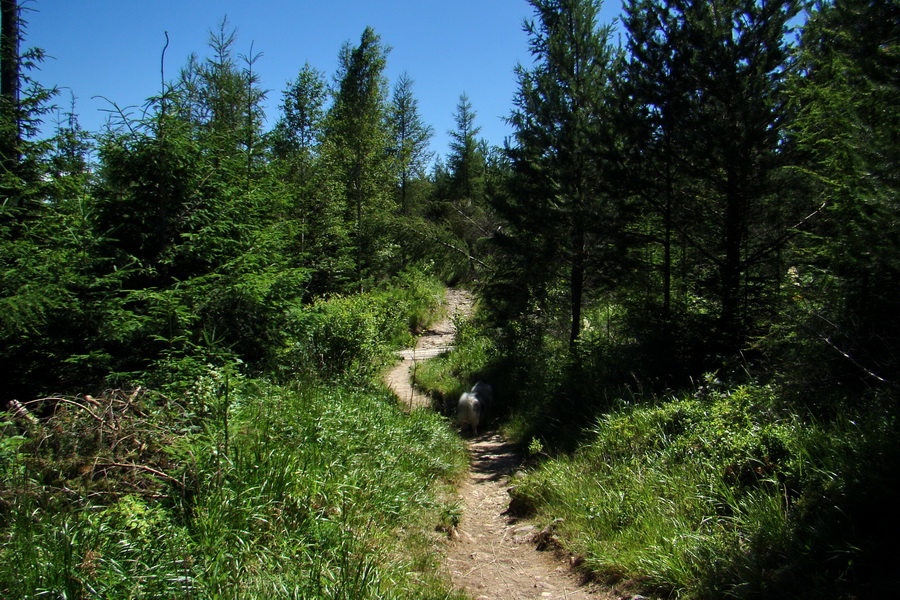 Jahňací štít so psom (Vysoké Tatry)