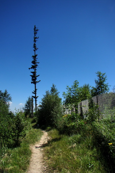 Jahňací štít so psom (Vysoké Tatry)