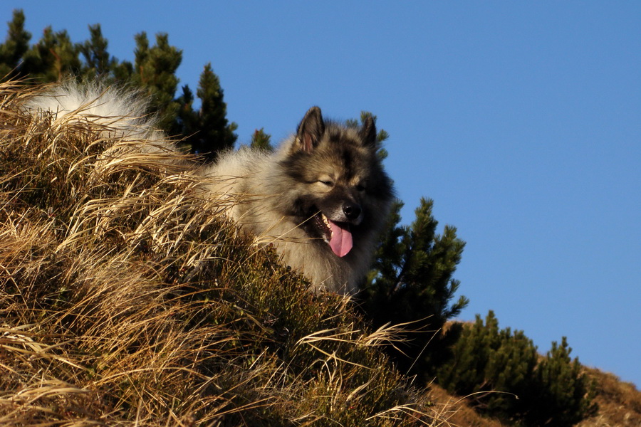 Kamenná chata pod Chopkom (Nízke Tatry)