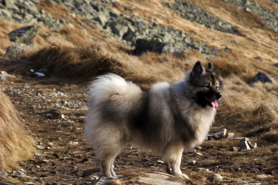 Kamenná chata pod Chopkom (Nízke Tatry)