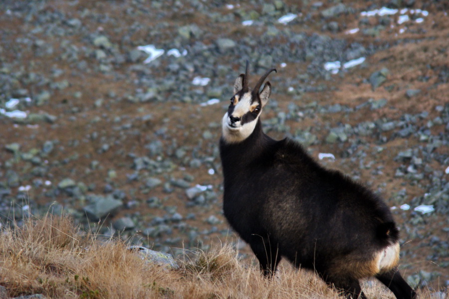 Kamenná chata pod Chopkom (Nízke Tatry)