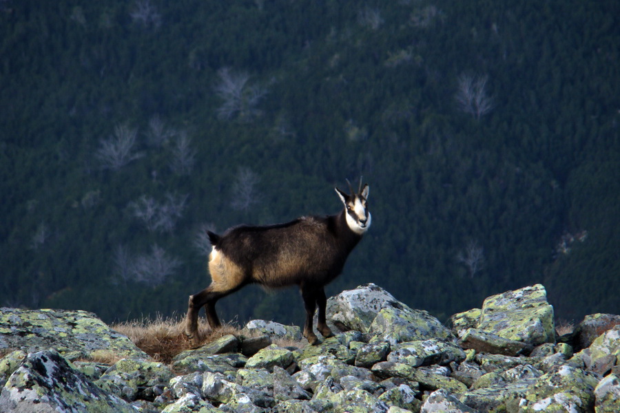 Kamenná chata pod Chopkom (Nízke Tatry)