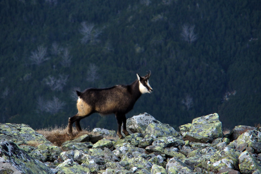 Kamenná chata pod Chopkom (Nízke Tatry)