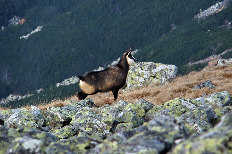 Kamenná chata pod Chopkom (Nízke Tatry)