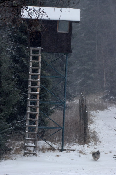 Kloptaň v zime (Volovské vrchy)