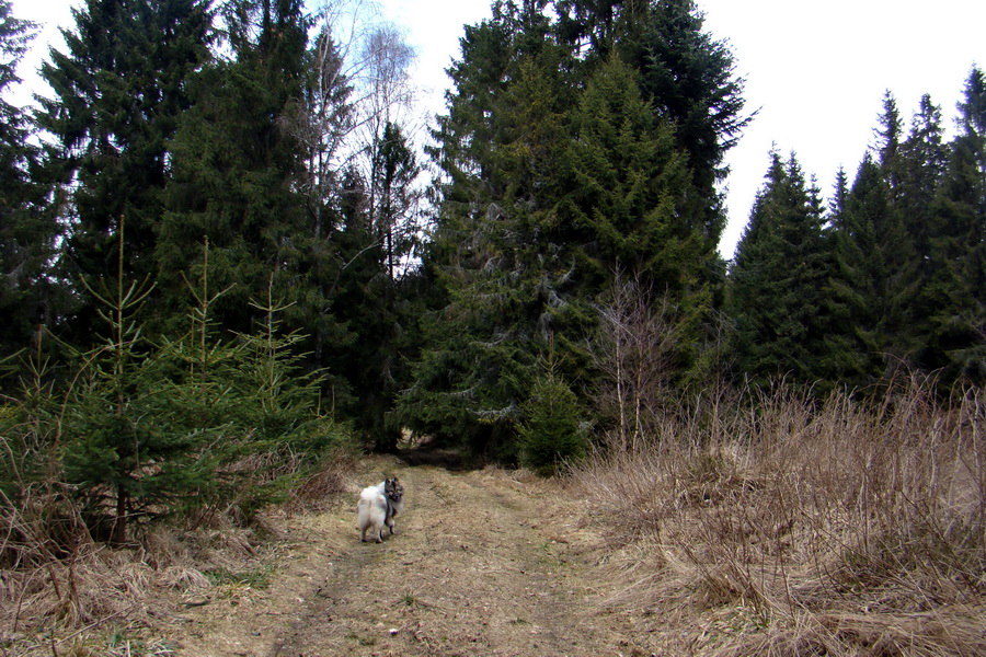 Kloptaň z Medzeva (Volovské vrchy)