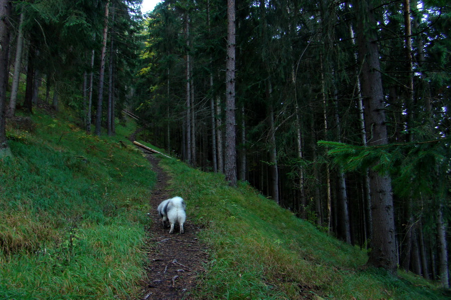 Krakova hoľa z ATC Bystrina (Nízke Tatry)