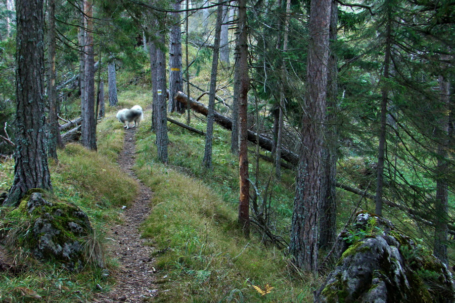 Krakova hoľa z ATC Bystrina (Nízke Tatry)