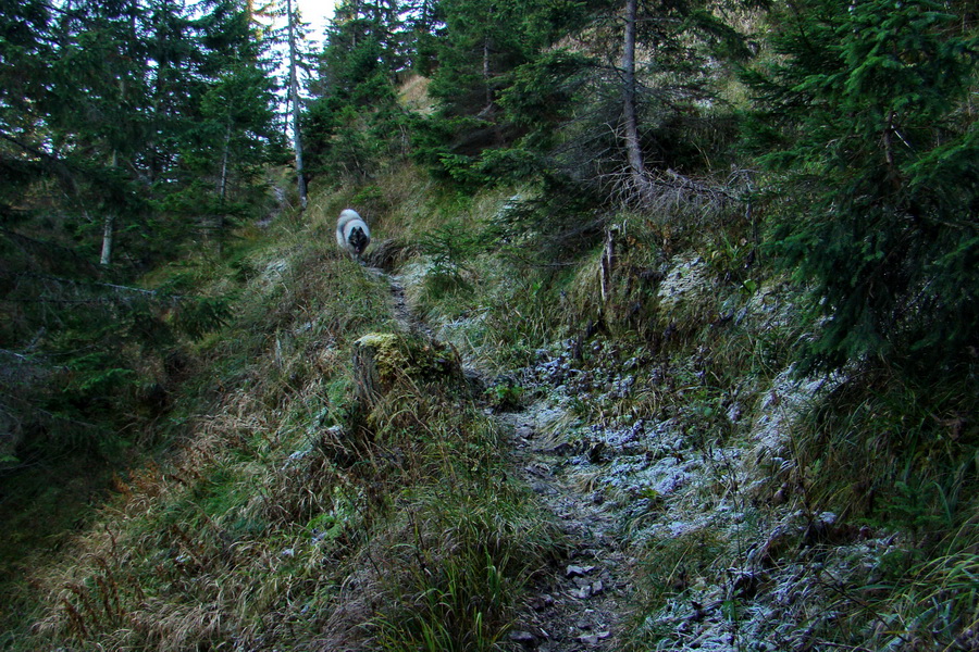 Krakova hoľa z ATC Bystrina (Nízke Tatry)